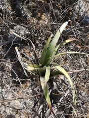 Tillandsia huamelulaensis