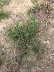 Astragalus bisulcatus