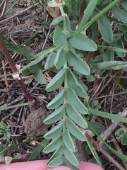Astragalus bisulcatus