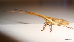 Onocephala aulica