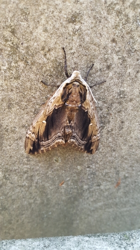 Elm Sphinx photo 4