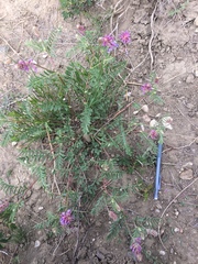 Astragalus bisulcatus