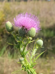 Cirsium nuttalii image