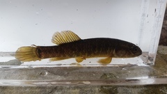 Umbra limi