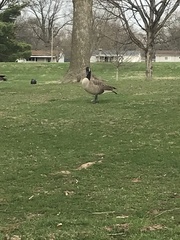 Branta canadensis
