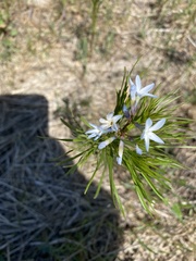 Amsonia ciliata texana
