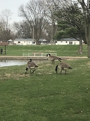 Branta canadensis