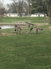 Branta canadensis