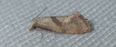 Cochylidia implicitana