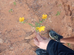 Sida angustissima