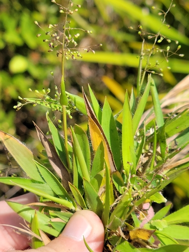 Image of Roughhair Rosette Grass (Dichanthelium strigosum) by (c) Jay Horn, some rights reserved (CC BY)