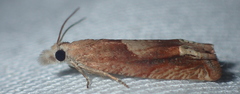 Eucosma conterminana