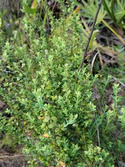 Vaccinium darrowii image