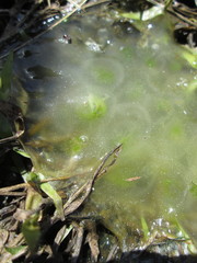 Oophila amblystomatis