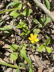Bristly Buttercup (Ranunculus hispidus)