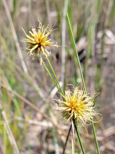 Image of Rhynchospora tracyi by (c) Jay Horn, some rights reserved (CC BY)