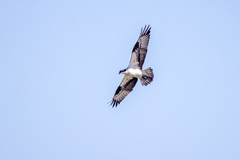 Pandion haliaetus