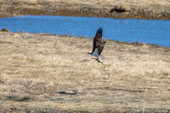 Pandion haliaetus