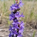 Lanceleaf Pickerelweed - Photo (c) Jay Horn, some rights reserved (CC BY), uploaded by Jay Horn