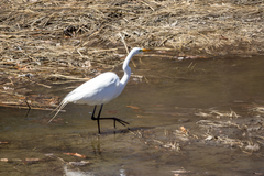 Ardea alba