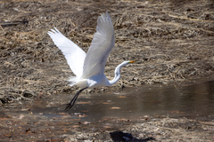 Ardea alba