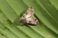 Coenipeta bibitrix