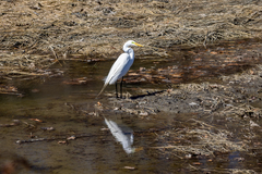 Ardea alba