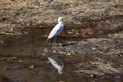Ardea alba