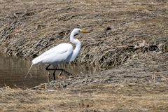 Ardea alba