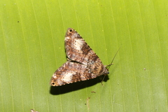 Coenipeta bibitrix