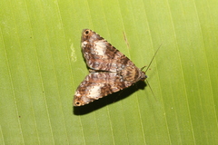 Coenipeta bibitrix