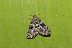 Coenipeta bibitrix