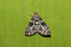 Coenipeta bibitrix