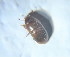Cryptarchinae