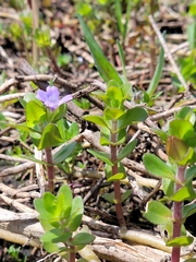 Bacopa caroliniana image