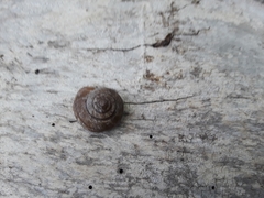 Oreohelix