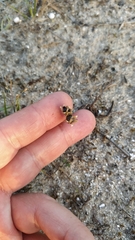 Linaria polygalifolia polygalifolia