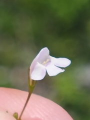Image of Lindernia dubia