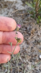 Linaria polygalifolia polygalifolia