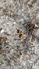 Linaria polygalifolia polygalifolia