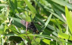 Cisseps fulvicollis