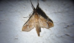 Polygrammodes cyamon