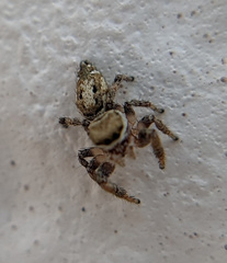 Pelegrina pervaga