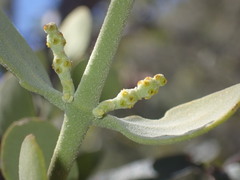 Phoradendron coryae