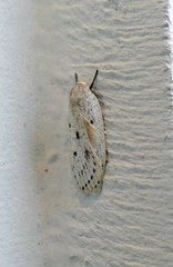 Pseuderotis obiterella