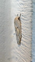 Pseuderotis obiterella