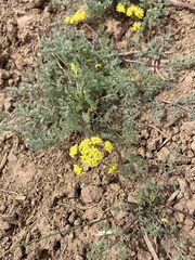 Lomatium quintuplex