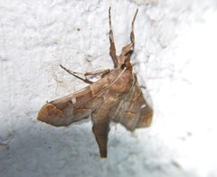 Polygrammodes cyamon