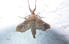 Polygrammodes cyamon