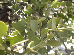 Phoradendron coryae